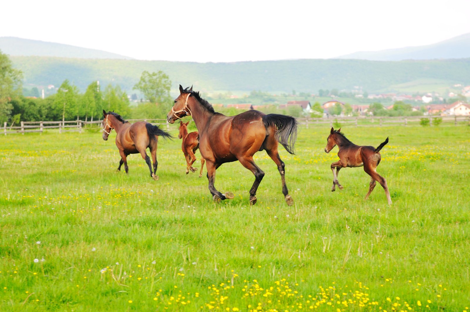 horse nature