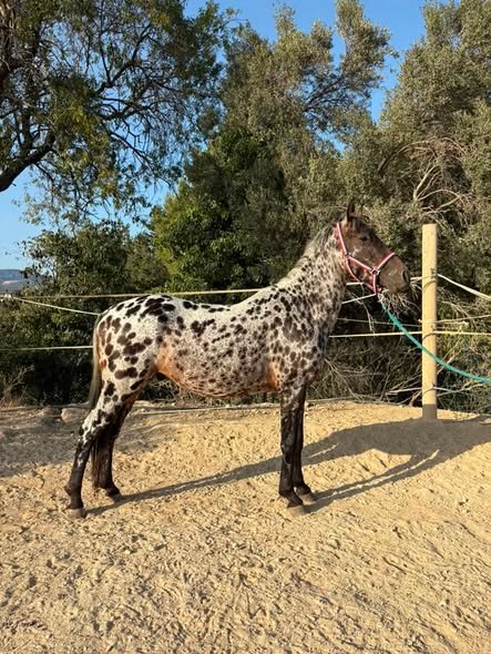Magnifique poney léopard