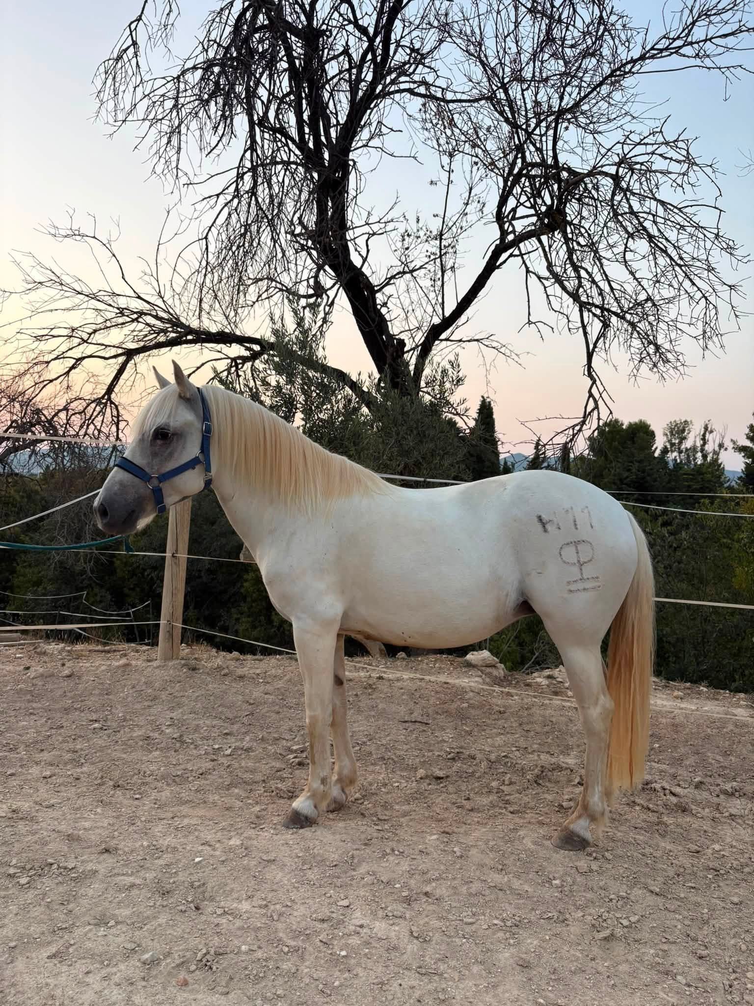 Belle jument camargue