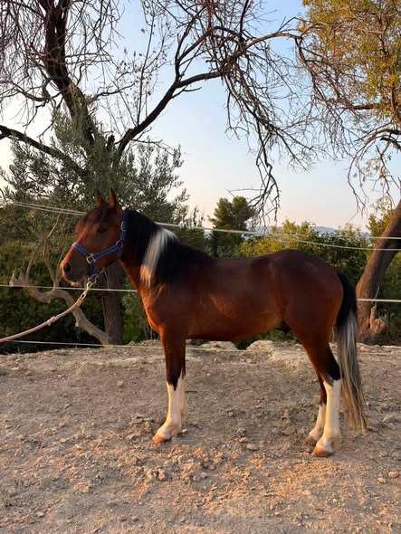 Très joli poney
